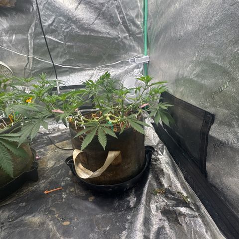White Widow #2 growlog timeline photo