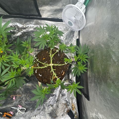 White Widow #2 growlog timeline photo