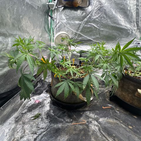 White Widow #1 growlog timeline photo
