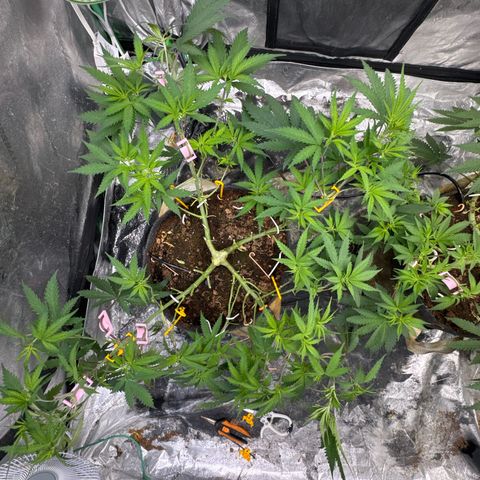 White Widow #1 growlog timeline photo