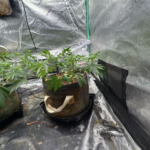 White Widow #2 growlog timeline photo