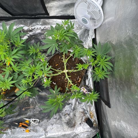 White Widow #2 growlog timeline photo