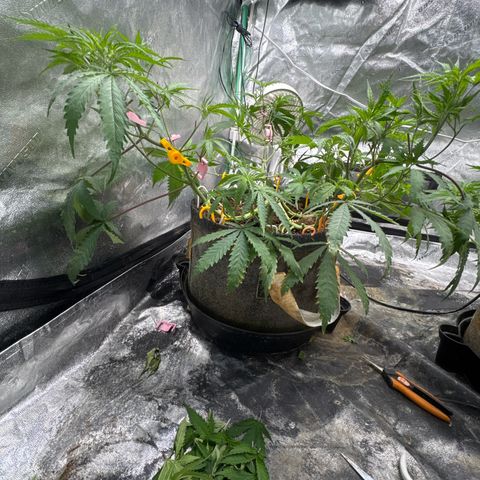 White Widow #1 growlog timeline photo