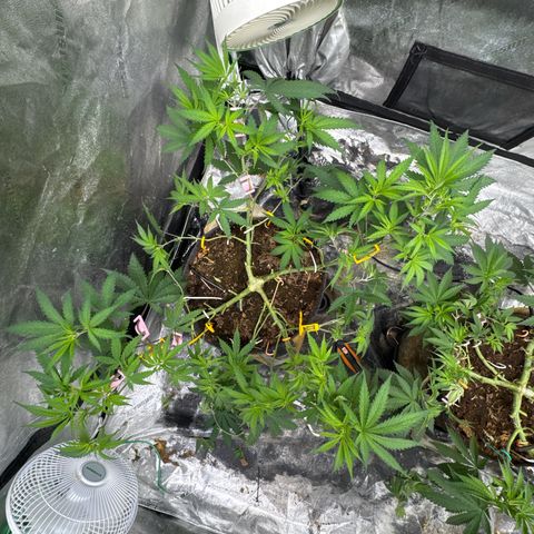 White Widow #1 growlog timeline photo