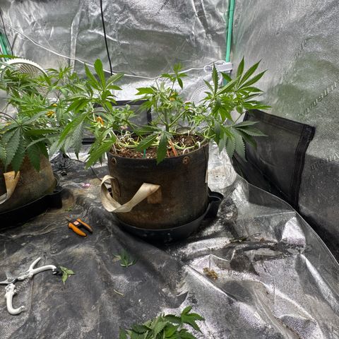 White Widow #2 growlog timeline photo