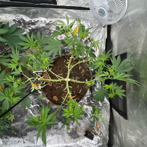 White Widow #2 growlog timeline photo