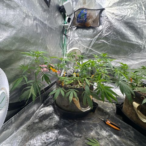 White Widow #1 growlog timeline photo