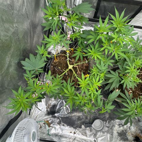 White Widow #1 growlog timeline photo