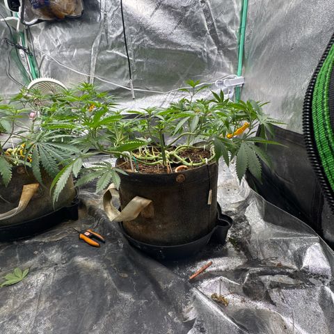 White Widow #2 growlog timeline photo