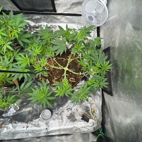 White Widow #2 growlog timeline photo