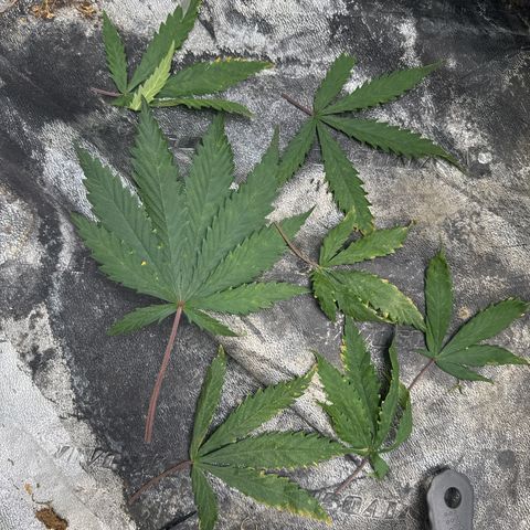 White Widow #1 growlog photo: Removed