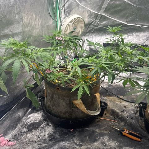 White Widow #1 growlog timeline photo