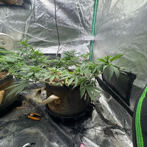 White Widow #2 growlog timeline photo
