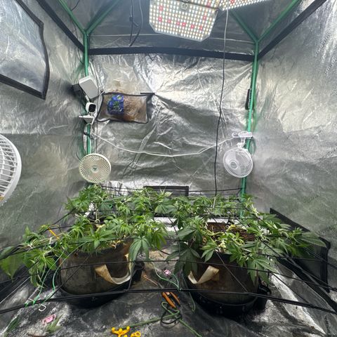 White Widow #2 growlog photo: SCROG