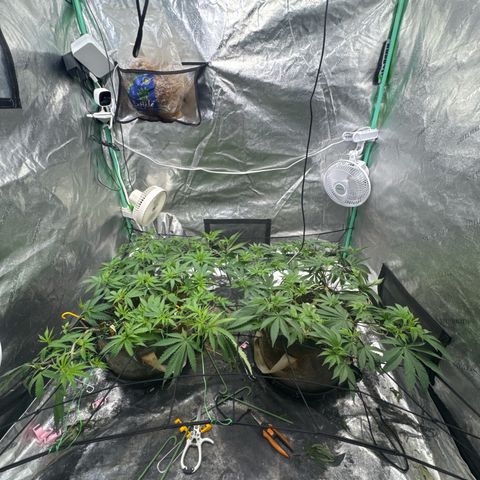 White Widow #2 growlog timeline photo
