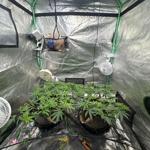 White Widow #2 growlog timeline photo