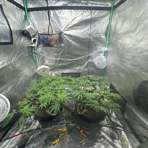 White Widow #2 growlog timeline photo
