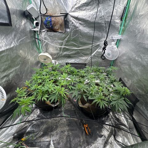 White Widow #2 growlog timeline photo