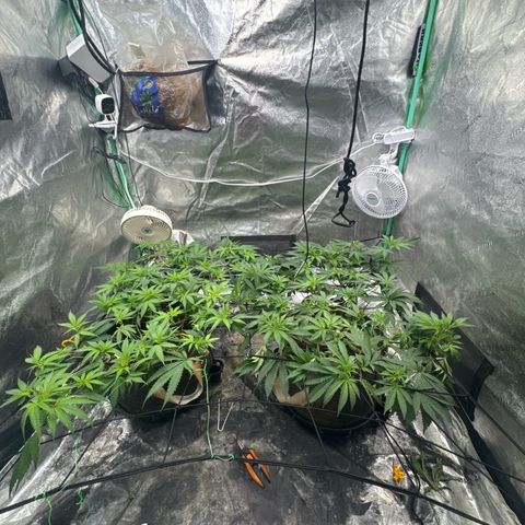 White Widow #2 growlog timeline photo