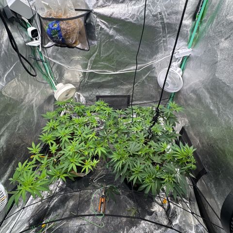 White Widow #2 growlog timeline photo