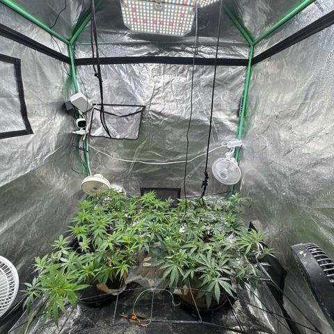 White Widow #2 growlog timeline photo