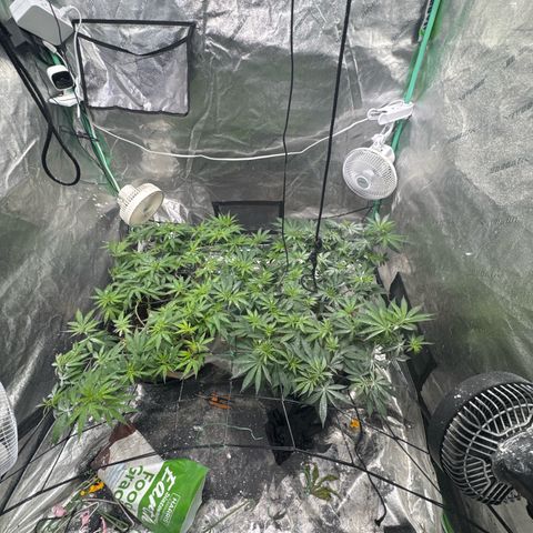 White Widow #2 growlog timeline photo