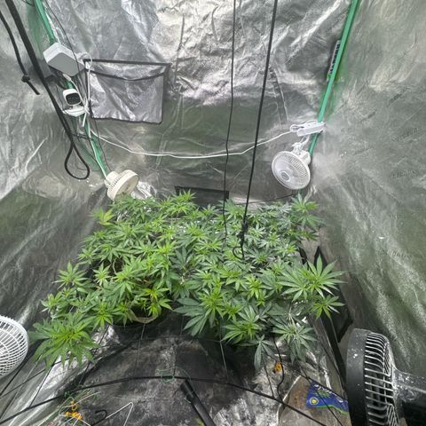 White Widow #2 growlog timeline photo