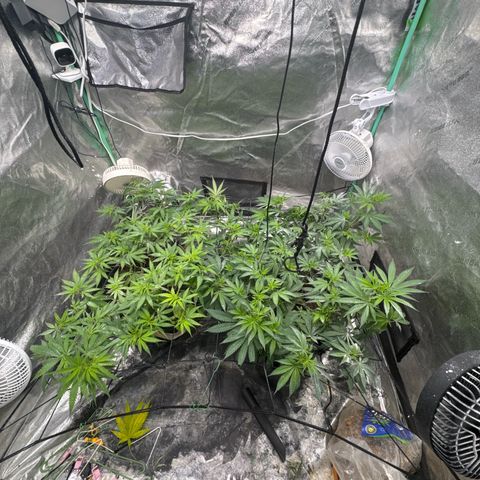 White Widow #2 growlog timeline photo