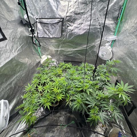 White Widow #2 growlog timeline photo