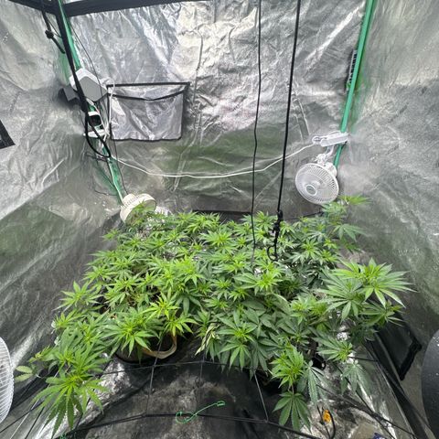 White Widow #2 growlog timeline photo