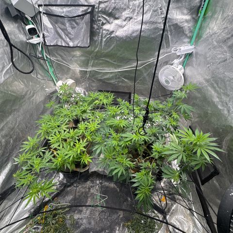 White Widow #2 growlog timeline photo