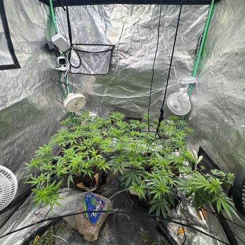 White Widow #2 growlog timeline photo