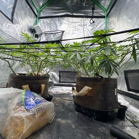 White Widow #2 growlog timeline photo