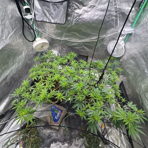 White Widow #2 growlog timeline photo