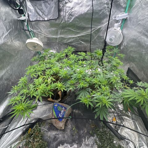 White Widow #2 growlog timeline photo
