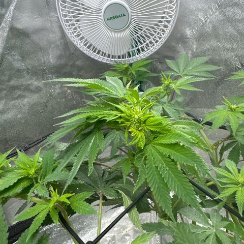 White Widow #2 growlog timeline photo