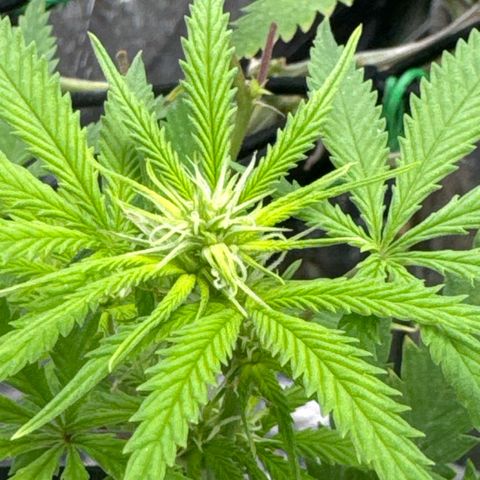 White Widow #1 growlog timeline photo