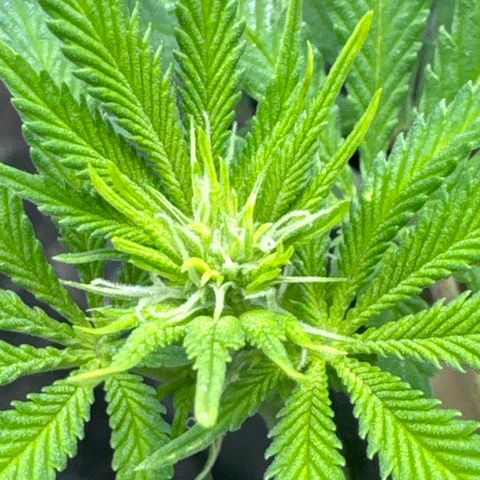 White Widow #2 growlog timeline photo