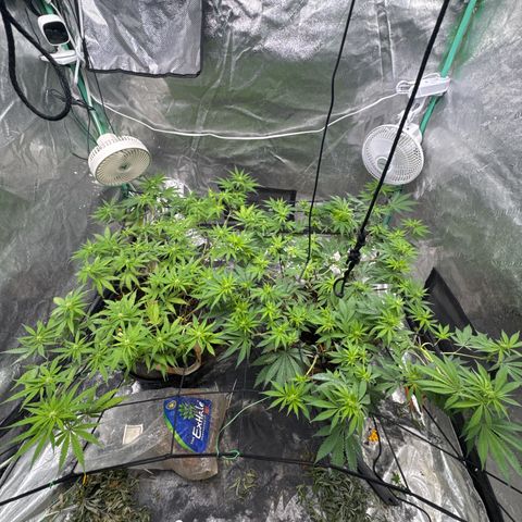 White Widow #2 growlog timeline photo