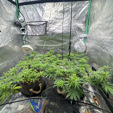 White Widow #2 growlog timeline photo