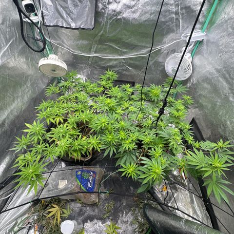 White Widow #2 growlog timeline photo