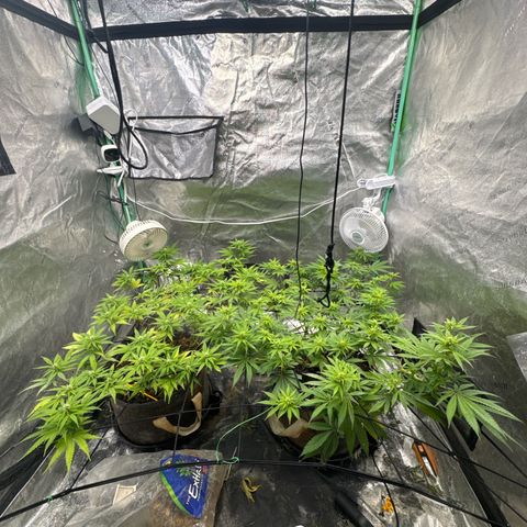 White Widow #2 growlog timeline photo