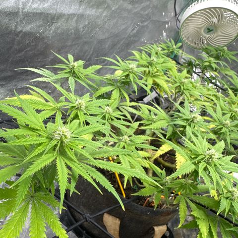 White Widow #1 growlog timeline photo
