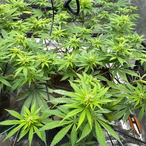 White Widow #2 growlog timeline photo
