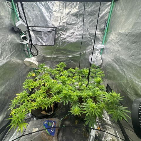 White Widow #2 growlog timeline photo