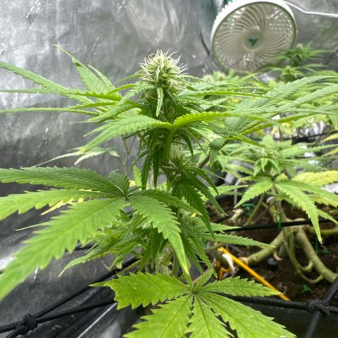 White Widow #1 growlog timeline photo