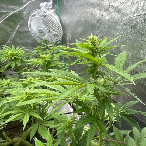 White Widow #2 growlog timeline photo