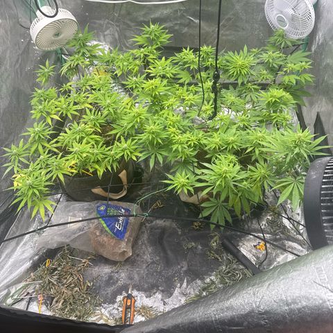 White Widow #2 growlog timeline photo
