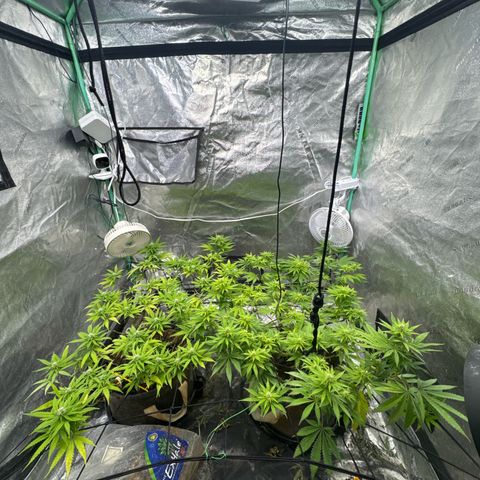 White Widow #2 growlog timeline photo