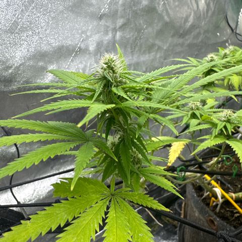 White Widow #1 growlog timeline photo